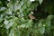 Greenish warbler