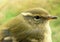 Greenish warbler