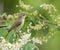 Greenish Warbler bird on a branch