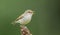 The greenish warbler - Phylloscopus trochiloides - male bird