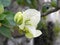 Greenish White Bogenvelia flower in our rooftop garden