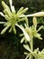 Greenish white papaya buds