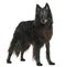 Greenland dog, 14 years old, standing