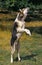 Greenland Dog, Adult jumping, standing on Hind Legs