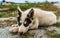 Greenland dog - a husky sled dog puppy in Ilulissat Greenland