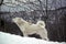 Greenland Dog, Male standing on Snow