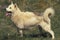 Greenland Dog standing on Grass