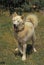 Greenland Dog standing on Grass