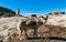 Greenland dogs - husky sled dog in Ilulissat Greenland