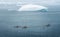 GREENLAND, Ilulissat - AUGUST, 7, 2019: People in sea kayaks observing a Humpback whale fin. Up to seven species of