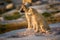 Greenland puppy dogs Ilulissat