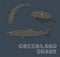Greenland Shark Cartoon Vector Illustration
