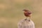 A Greenland Wheatear, Oenanthe oenanthe leucorhoa.