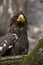 Greenland White-tailed Eagle