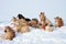 Greenlandic sled dogs