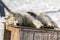 Greenlandic sleeping husky
