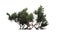 Greenleaf Manzanita shrub