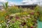 greenroof garden with blooming flowers and butterflies