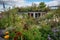 greenroof garden with blooming flowers and butterflies
