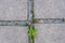 Greens break through the asphalt. texture of plates, between which greenery sprouts. Nature conquers asphalt.