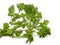 Greens of cilantro on a white background. coriander isolate. Salad ingredient. For a veggie lunch. Fragrant greens. Seasoning