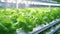 Greens grow in hydroponics, modern technology. illumination
