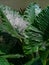 Greens leave giant monstera leaf aesthetic