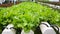 Greens Organic hydroponic growing vegetables