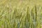 Greens of ripening wheat ears. Agricultural plantation background with limited depth of field.