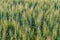 Greens of ripening wheat ears. Fragment of green field.