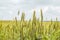 Greens of ripening wheat ears on horozon. Agricultural plantation background with limited depth of field.