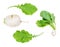 Greens and roots of fresh Kokabu white turnip