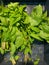 Greens for salads on the counter in the store, wheat sprouts, pea sprouts, mint and basil, food for customers