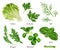 Greens and spices realistic vector set. Lettuce, coriander leaves, dill, arugula, field salad and basil. Food illustration
