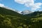 Greens trees with snowy mountainous background