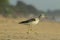 Greenshank bird in beach in action