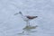 Greenshank looking for feeds in the tidal flat