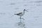 Greenshank looking for feeds in the tidal flat