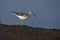 Greenshank, Tringa nebularia