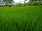 Greenspace tree rice garden beautiful