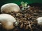 Greensprouting potatoes how to prepare for planting