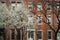 Greenwich Village apartment, blooming cherry trees, New York Cit