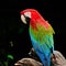 Greenwinged Macaw