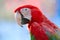 Greenwinged Macaw