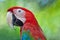 Greenwinged Macaw