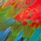 Greenwinged Macaw feathers