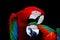 Greenwinged Macaw and Harlequin Macaw