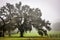 Greenwood plantation oak alley on a misty morning.