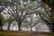 Greenwood plantation oak alley on a misty morning.