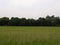 Greeny Field of Rice, Beautiful View